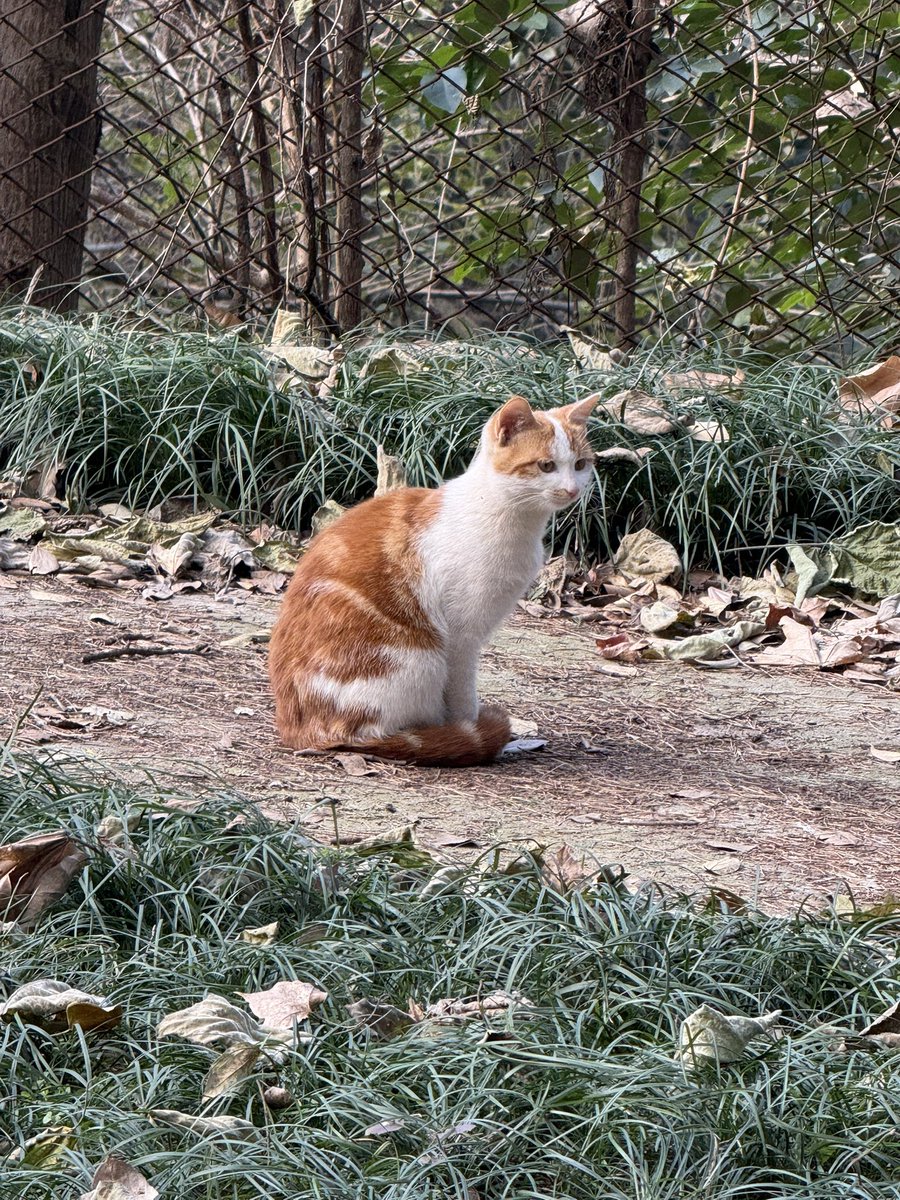 黄推福利内容 - 喵喵耶子的精彩图片 福利姬喵喵耶子分享的黄推图片4 - 网红私拍内容