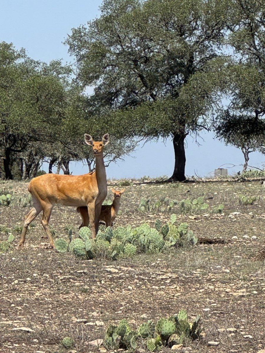 jessup66's tweet image. Barasingha and baby