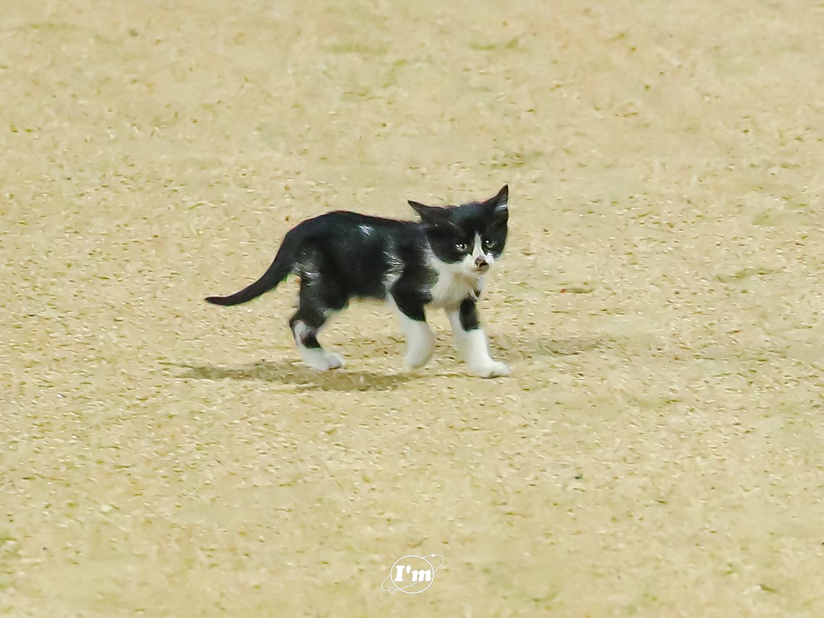Landers_MIM's tweet photo. 250605 SSG랜더스필드

고화질... 문학냥이가 너무 조그마해서... 이게 최선인...
고화질 달라고 하시는데 이게 진짜 최선입니다..ㅜ https://t.co/L42Sp7acRr