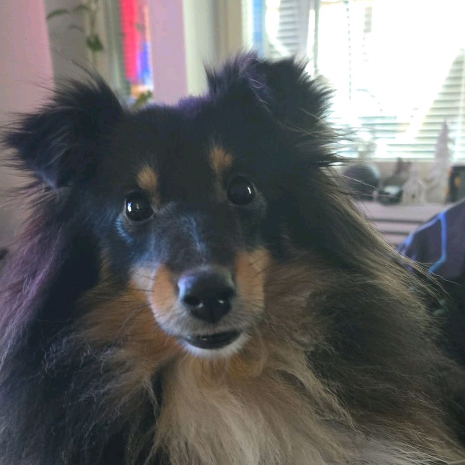 cs_daNbee's tweet image. Dog turned 3 years old today 🥳 Happy birthday to Bea!