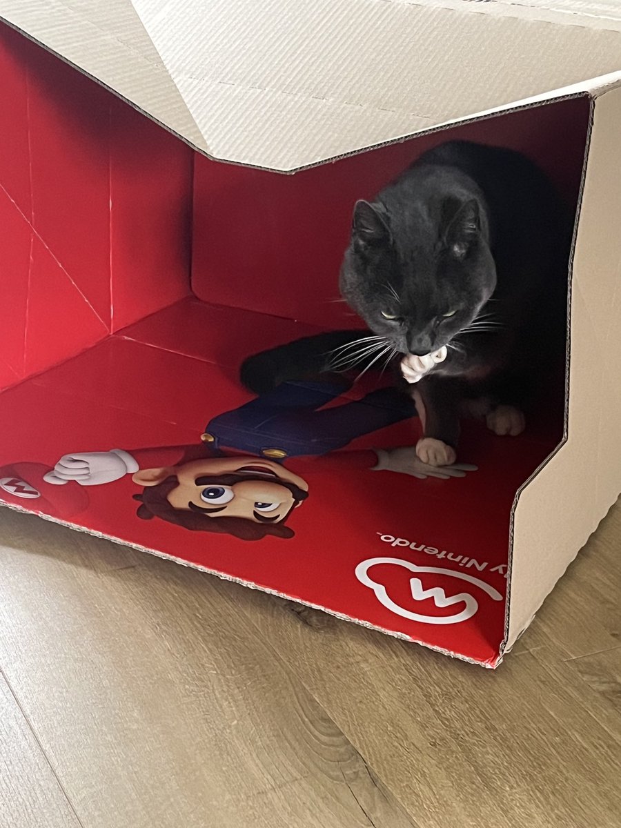 Nintendo Switch 2 - even something for the cat ⁦<a href="/NintendoUK/">Nintendo UK</a>⁩