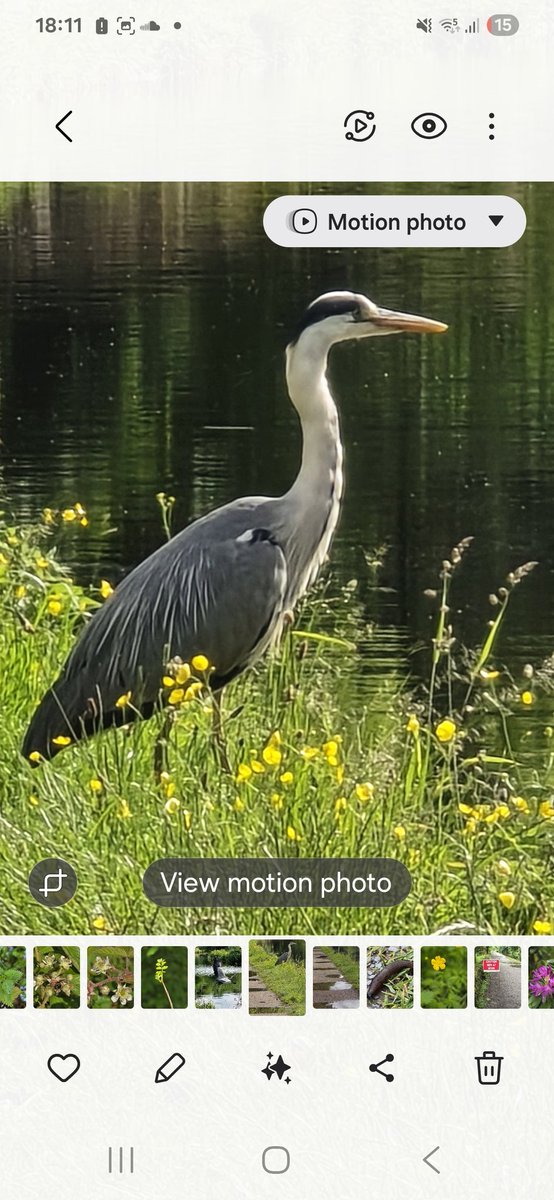 Louise Pennington FCCT (She/Her) (@pdlouisep) on Twitter photo Nothing beats a walk to put things into perspective. Quite pleased with my Heron photos: Day 5 #30DaysWild <a href="/MartynReah/">Martyn Reah</a> <a href="/lymden79/">Mr O. Williams</a> <a href="/MrM_Hughes/">Mr M Hughes</a> <a href="/KyrstieStubbs/">TheTattooedHeadteacher Deputy CEO 🏳️🌈✊🏾she/her</a> <a href="/zeph_bennett/">Zeph Bennett</a> <a href="/NKaravedas/">Nick Karavedas</a> <a href="/anneg45738105/">anne g</a> <a href="/SatwantBee/">Satwant Bee</a> <a href="/cfclina79/">𝙻𝚒𝚗𝚊 𝙷 🇸🇪 𝚡 𝙲𝙵𝙲</a> <a href="/f33lthesun/">Beth🏴</a> <a href="/TerryCulkin1/">Terry Culkin (He/Him) #AntiRacist</a> <a href="/ed_objective/">Kathryn (ObjectiveEd)🎨🌊</a> <a href="/nourishworkplce/">Nourish the Workplace - Kimberley Evans</a> Nothing beats a walk to put things into perspective. Quite pleased with my Heron photos: Day 5 #30DaysWild <a href="/MartynReah/">Martyn Reah</a> <a href="/lymden79/">Mr O. Williams</a> <a href="/MrM_Hughes/">Mr M Hughes</a> <a href="/KyrstieStubbs/">TheTattooedHeadteacher Deputy CEO 🏳️🌈✊🏾she/her</a> <a href="/zeph_bennett/">Zeph Bennett</a> <a href="/NKaravedas/">Nick Karavedas</a> <a href="/anneg45738105/">anne g</a> <a href="/SatwantBee/">Satwant Bee</a> <a href="/cfclina79/">𝙻𝚒𝚗𝚊 𝙷 🇸🇪 𝚡 𝙲𝙵𝙲</a> <a href="/f33lthesun/">Beth🏴</a> <a href="/TerryCulkin1/">Terry Culkin (He/Him) #AntiRacist</a> <a href="/ed_objective/">Kathryn (ObjectiveEd)🎨🌊</a> <a href="/nourishworkplce/">Nourish the Workplace - Kimberley Evans</a>