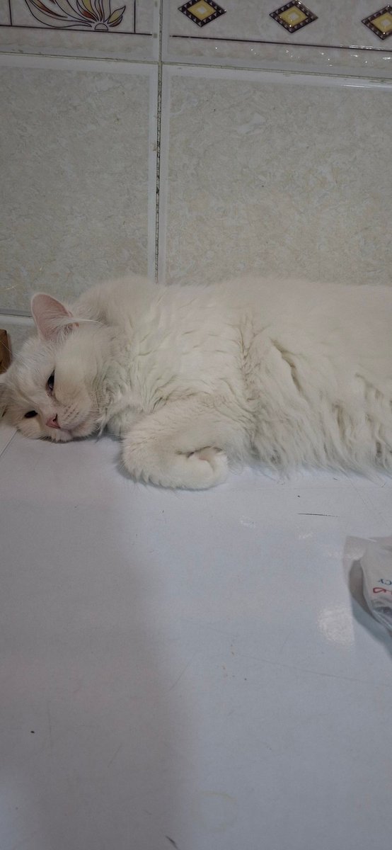 😭😭
My cat is sad and I don't know what made her look like this 😥