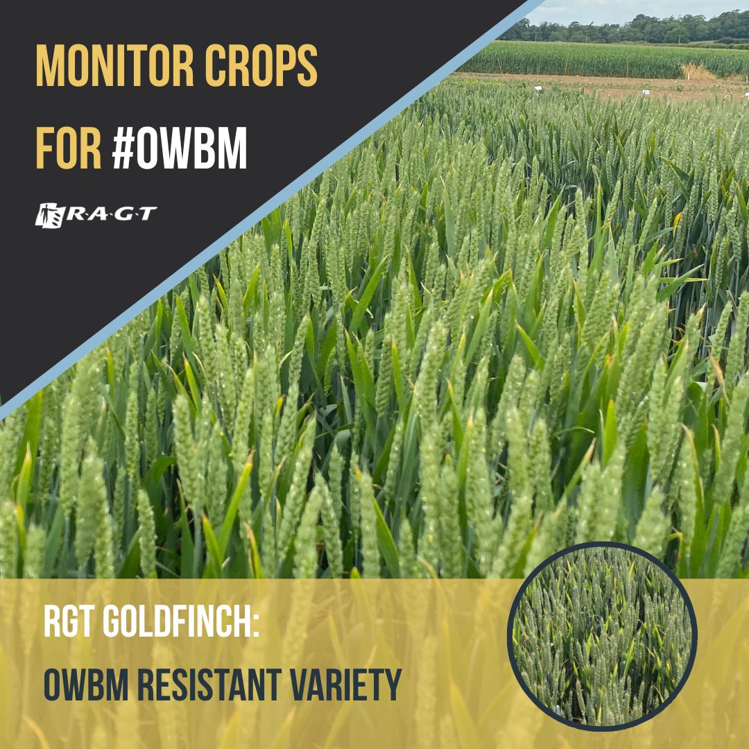 Don't forget to monitor wheat crops for #OWBM
 
Larvae pupate in adults in warm, moist soils and tend to fly on still, dry evenings
 
AHDB has a great resource: ahdb.org.uk/knowledge-libr…
 
Or you could grow an OWBM resistant variety like RGT Goldfinch 😎

👉 ragt.uk/rgt-goldfinch/
