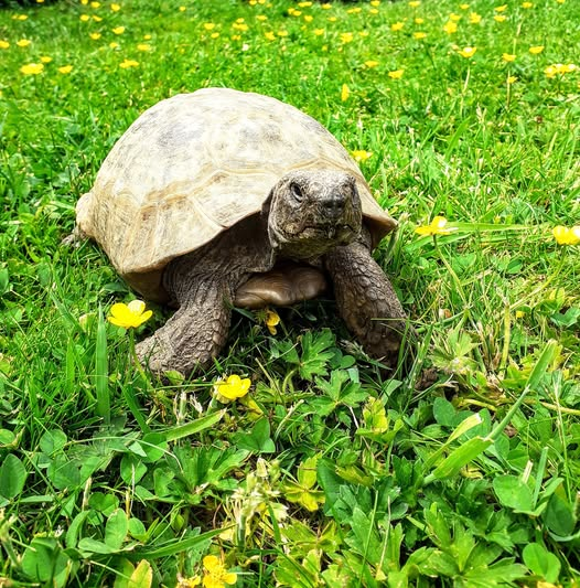 AlbertTortoise's tweet photo. A soggy day. Took to my #shelter. This is #ALBERTthetortoise reporting #June needs to sort itself out a bit. HE did OK at another #schoool #event, apparently. #Bath, fair #feed. Hope the day treated you well. #TakeCare https://t.co/ifzLh573KF
#tortoise #grass #garden #rain https://t.co/QJmrNFS218