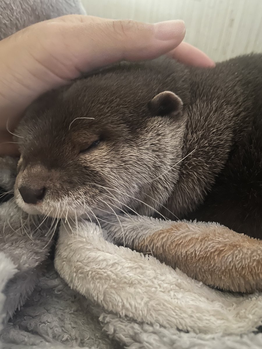 Switch2に恵まれなかったので大人しく寝ますね(  ˊ꒳ˋ ) ᐝ
おやすみなさい💤