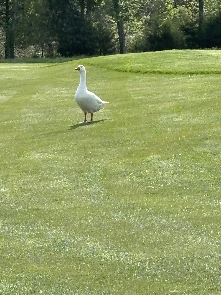 Have a few spots open for ODGCSA Assistants event on 6-9-25. We’re excited to welcome guest speakers <a href="/SBallAgronomy/">Steven Ball</a>, <a href="/jholliday83/">Jeff Holliday, CGCS</a>, and Ben Hefty, who will share valuable insights from the field. This free event is open to assistants, mechanics, AITs and crew members. DM for info