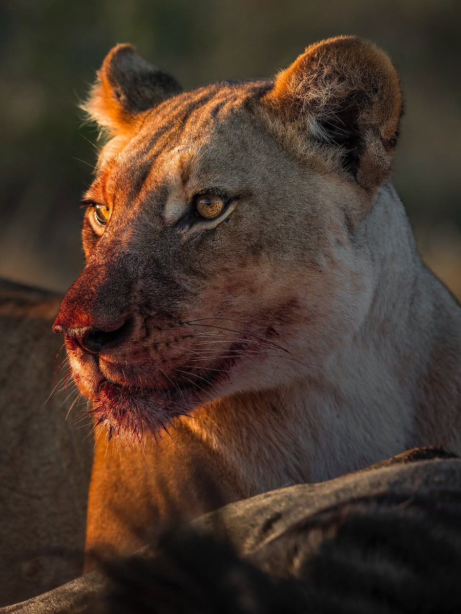 GraciousToursUg's tweet photo. Queen Elizabeth National Park. A Home of tree climbing lions, elephants, hippos, variety of animal and bird species and stunning crater lakes.

Explore with Gracious
https://t.co/X5kdpT7iRL
0772919818 or 0706311382

#traveluagnda #explorewithgracious #exploreuganda https://t.co/LhNtmjAaeR