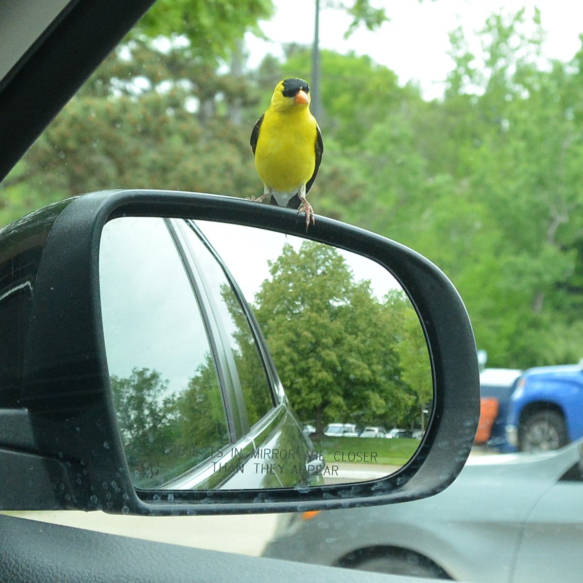 TALKTRAVEL's tweet photo. This American Goldfinch visited me through the window of my Jeep. He landed three times to say hello, and I was happy he let me snap a quick photo. https://t.co/MQ7Zunwnzj