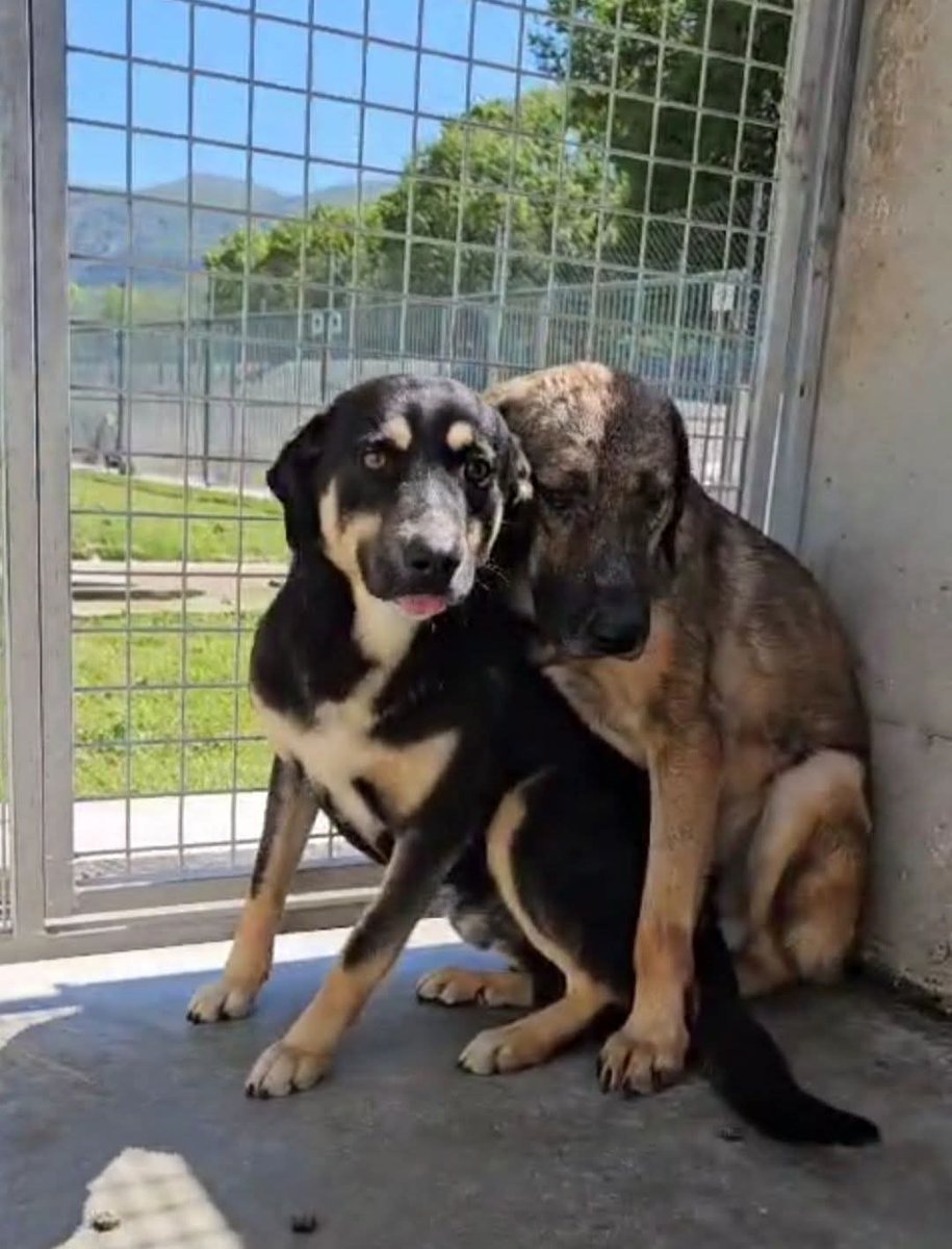 MAI SCELTI DA NESSUNO!😢QUANDO SI NASCE SOTTO UNA CATTIVA STELLA!😢 QUASI DUE ANNI FA UN FURGONE CON 30 CUCCIOLI DI DUE MESI ARRIVÒ IN CANILE DEFINITIVO 💔💔...😢
FLY E SKY NON SONO MAI STATI SCELTI DA NESSUNO.😭😭!!!
QUESTO IL LORO BOX DA QUANDO SONO NATI. UN ANGOLO DOVE