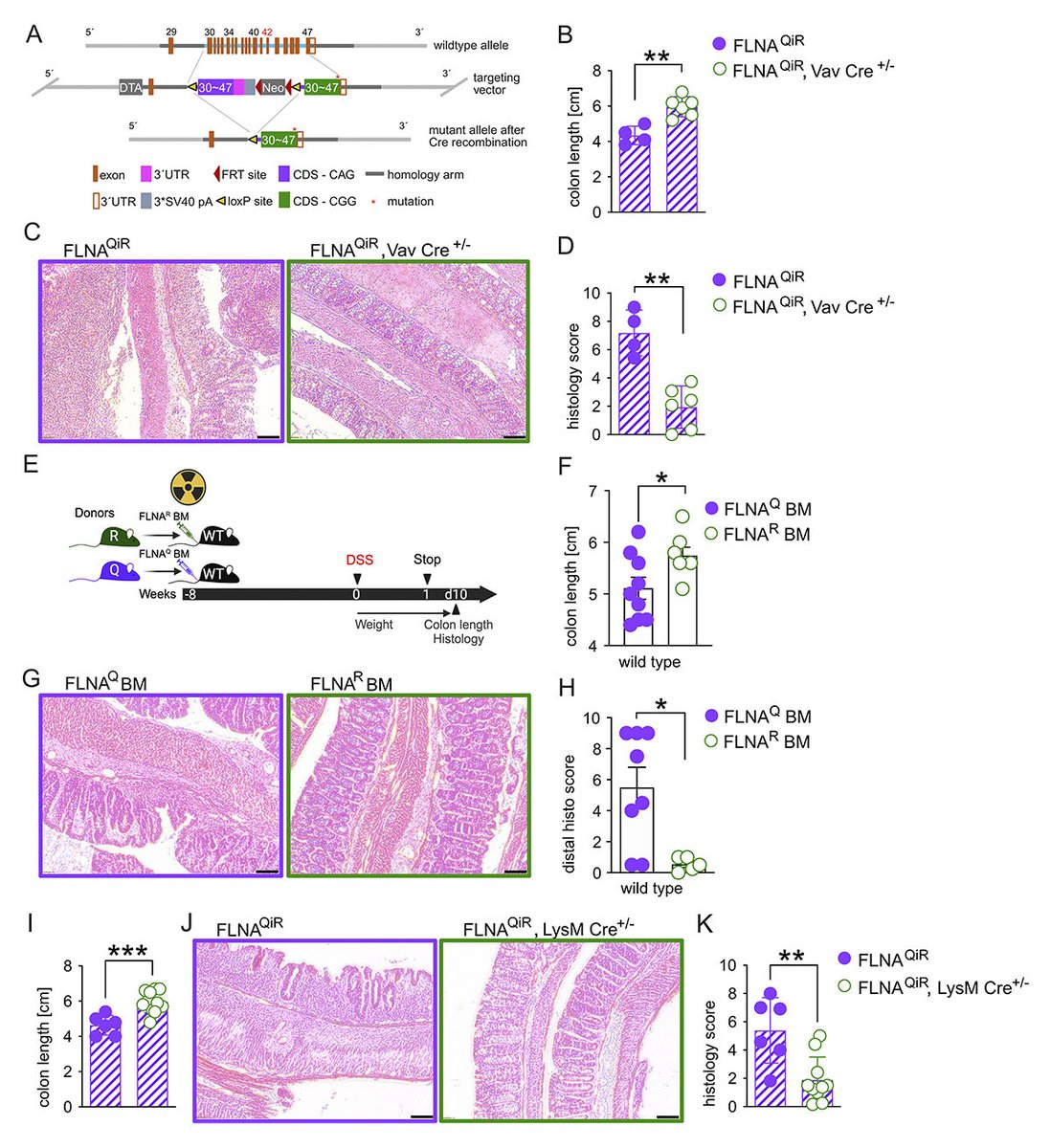 Journal of Experimental Medicine (@jexpmed) on Twitter photo Filamin A editing in myeloid cells reduces intestinal #inflammation and protects from #colitis, say Riem Gawish, Fatima Pereira, Cornelia Vesely (<a href="/ConnyVes/">Conny Vesely</a>) and colleagues <a href="/MedUni_Wien/">MedUni Wien</a> <a href="/CenterCACB/">Anatomy and Cell Biology (CACB) MedUniVienna</a>: hubs.la/Q03qTLsr0
#MucosalImmunology #InnateImmunity Filamin A editing in myeloid cells reduces intestinal #inflammation and protects from #colitis, say Riem Gawish, Fatima Pereira, Cornelia Vesely (<a href="/ConnyVes/">Conny Vesely</a>) and colleagues <a href="/MedUni_Wien/">MedUni Wien</a> <a href="/CenterCACB/">Anatomy and Cell Biology (CACB) MedUniVienna</a>: hubs.la/Q03qTLsr0
#MucosalImmunology #InnateImmunity