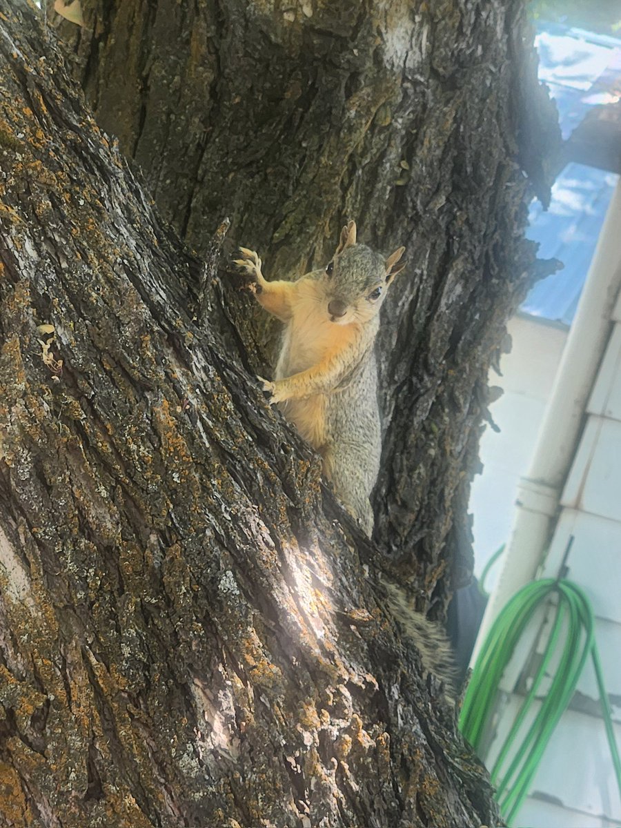 LolaUgfugliio's tweet image. Adventure is out there, let&apos;s go nuts! 🐿🥜 

#squirrelthoughts #squirrel