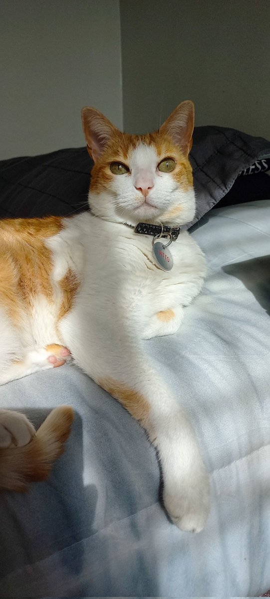 Fondísimo de olla averiguarle una veterinaria a domicilio a mi gato para darle unas vacunas para que no se estrese en el traslado a la veterinaria. Jamás nadie me manejo tanto como mi gato. Estoy un poco enojada, no lo negaré. Igual mirá esa cara, yo por esa cara toooooodo.