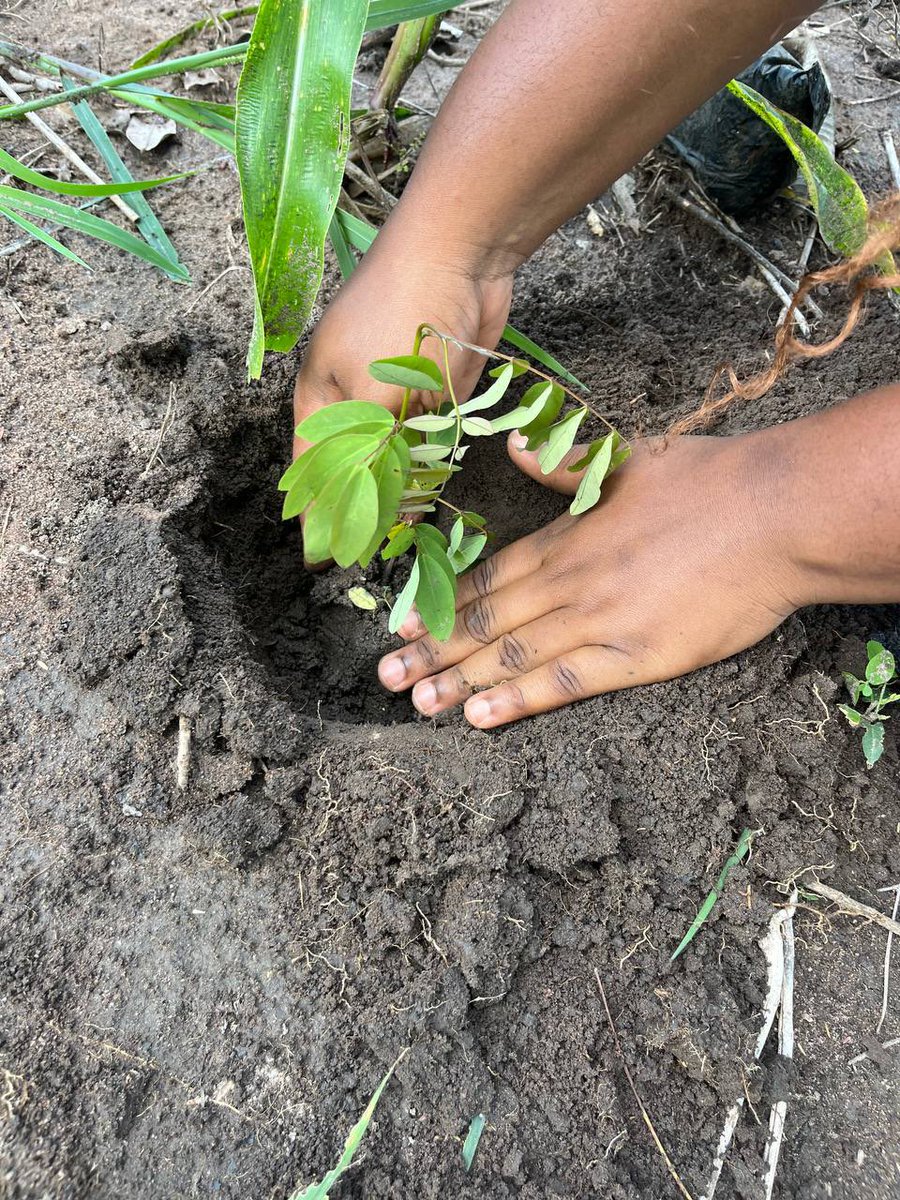 arochaknust's tweet photo. Highlights from the tree planting exercise that took place at Kwamo. 

Restoring nature, one seedling at a time🌱🌿

#treeplanting #GreenGhanaDay #WorldEnvironmentDay2025 https://t.co/B16MPadDDb