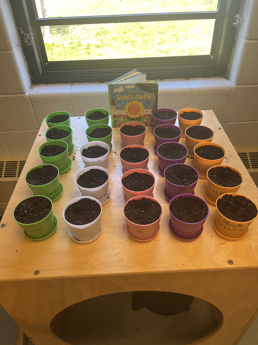Terrilynn Morris (@bcemorrisefi) on Twitter photo Thank you <a href="/PCSPnl/">Town of PCSP</a> for planting sunflowers with our kindergarten friends. We can’t wait to watch them bloom. 🌻 Thank you <a href="/PCSPnl/">Town of PCSP</a> for planting sunflowers with our kindergarten friends. We can’t wait to watch them bloom. 🌻