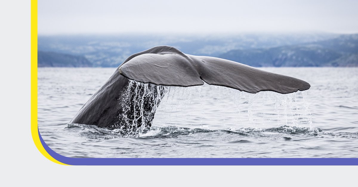 GC Jobs (@jobs_gc) on Twitter photo Itโs #OceanWeek!
If you love the ocean, this job with <a href="/FishOceansCAN/">Fisheries and Oceans</a> <a href="/CoastGuardCAN/">Canadian Coast Guard</a> may increase your chances of seeing it ๐๐. Theyโre hiring a senior electronic technologist in #Richmond, BC!
๐
Apply by March 31, 2026, here: ow.ly/7L2450W01NL Itโs #OceanWeek!
If you love the ocean, this job with <a href="/FishOceansCAN/">Fisheries and Oceans</a> <a href="/CoastGuardCAN/">Canadian Coast Guard</a> may increase your chances of seeing it ๐๐. Theyโre hiring a senior electronic technologist in #Richmond, BC!
๐
Apply by March 31, 2026, here: ow.ly/7L2450W01NL