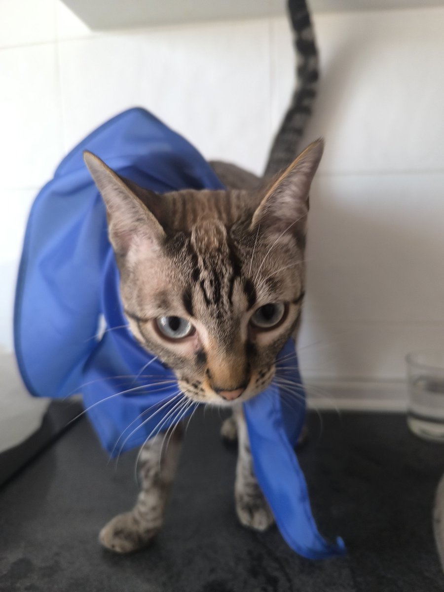 #YoApoyoAMiVeterinario