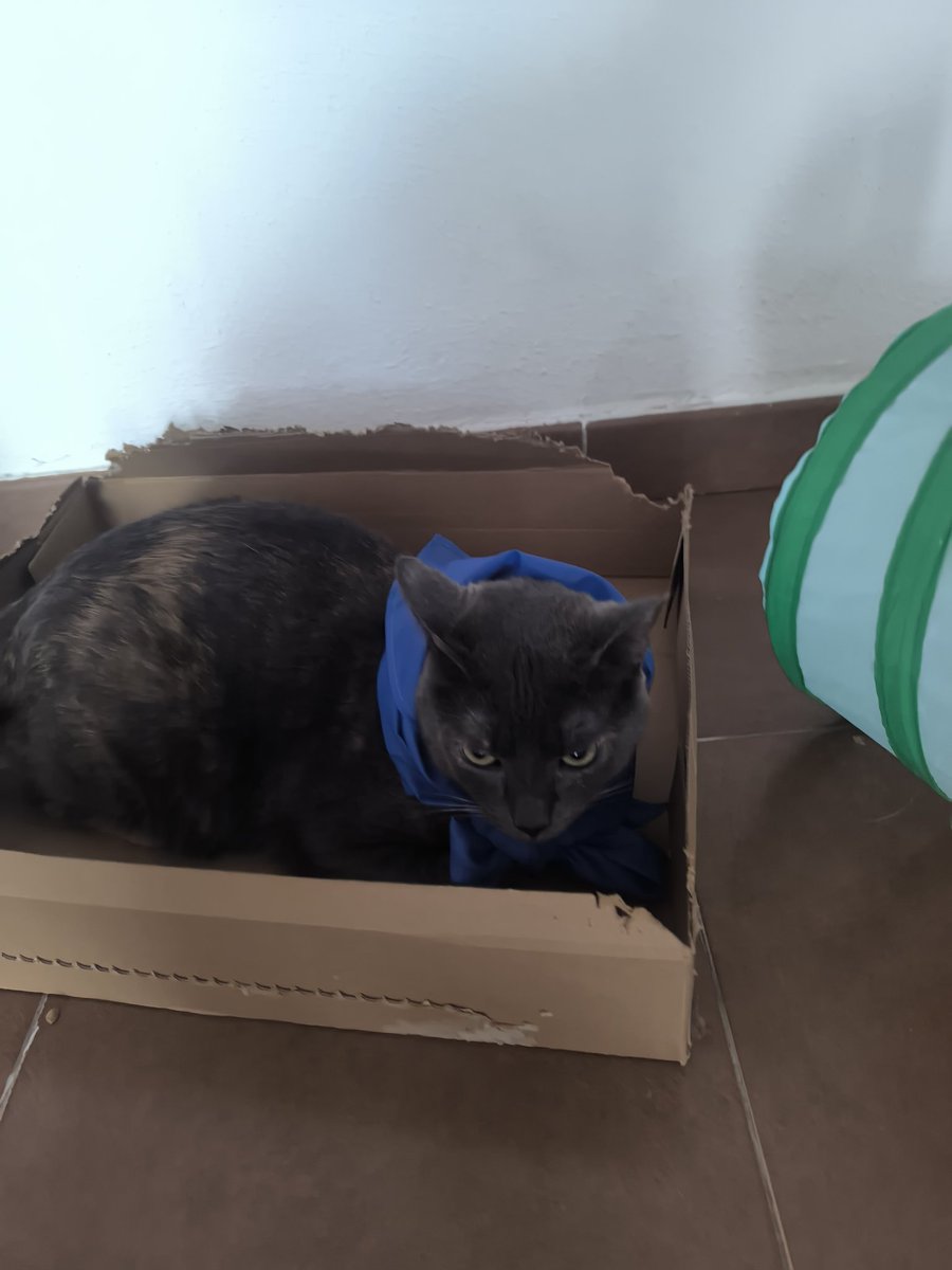 #YoApoyoAMiVeterinario