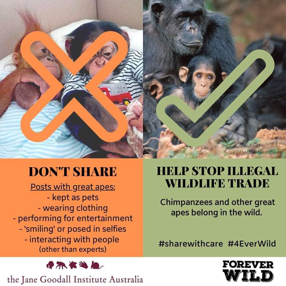 beprimatepilled's tweet image. Please don’t post, like or share content with pet primates! Promoting content of this fuels the poaching industry.