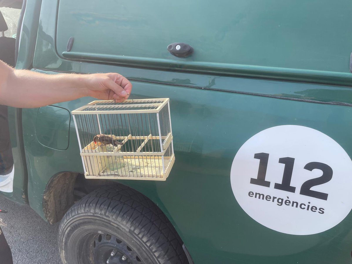 Inspecció conjunta amb @agentsrurals en un domicili on el propietari tenia moltes espècies d'animals sense cap mena d'autorització.
Se li comissa un ocell en tractar-se d'una espècie invasora prohibida i cinc tortugues.
Se li dona un temps per legalitzar la resta d’animals.