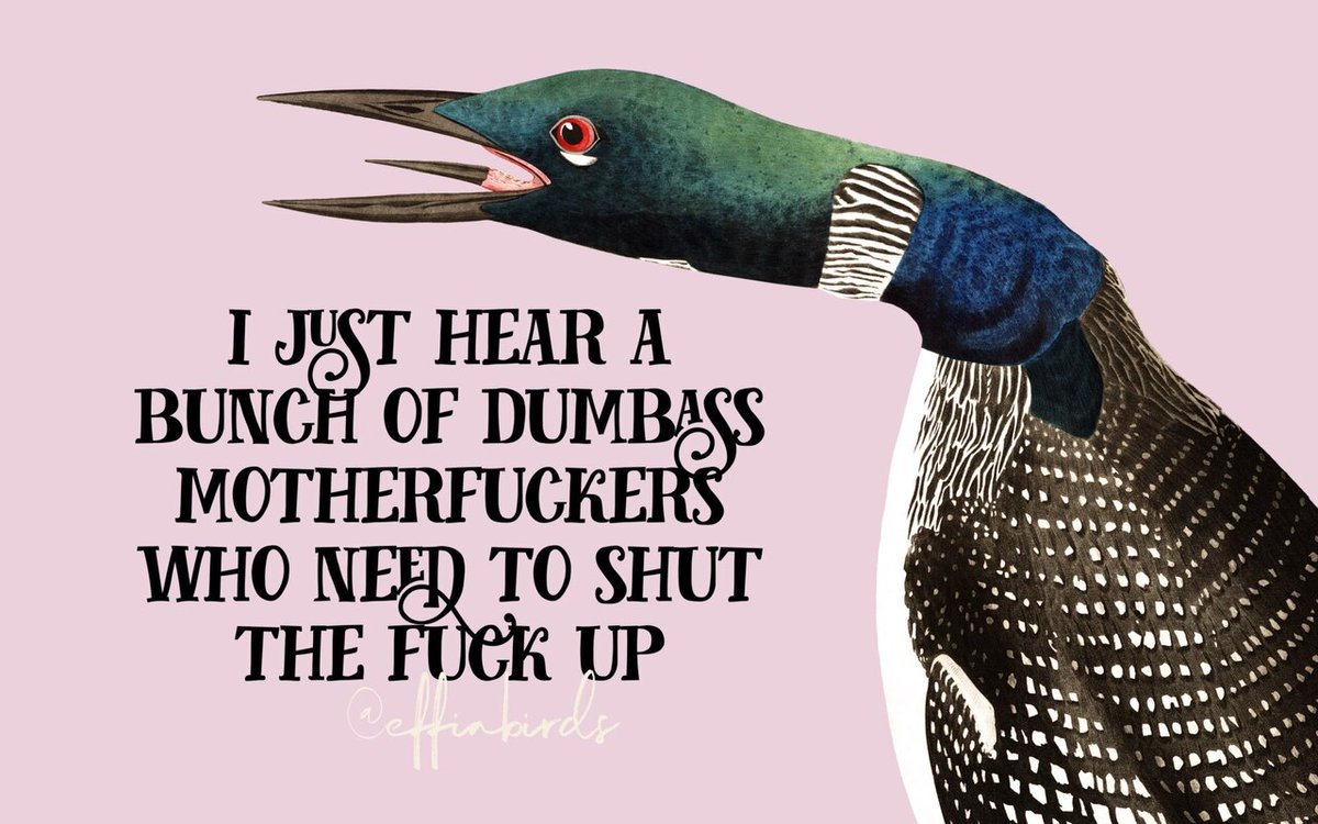 Effin' Birds (@effinbirds) on Twitter photo 