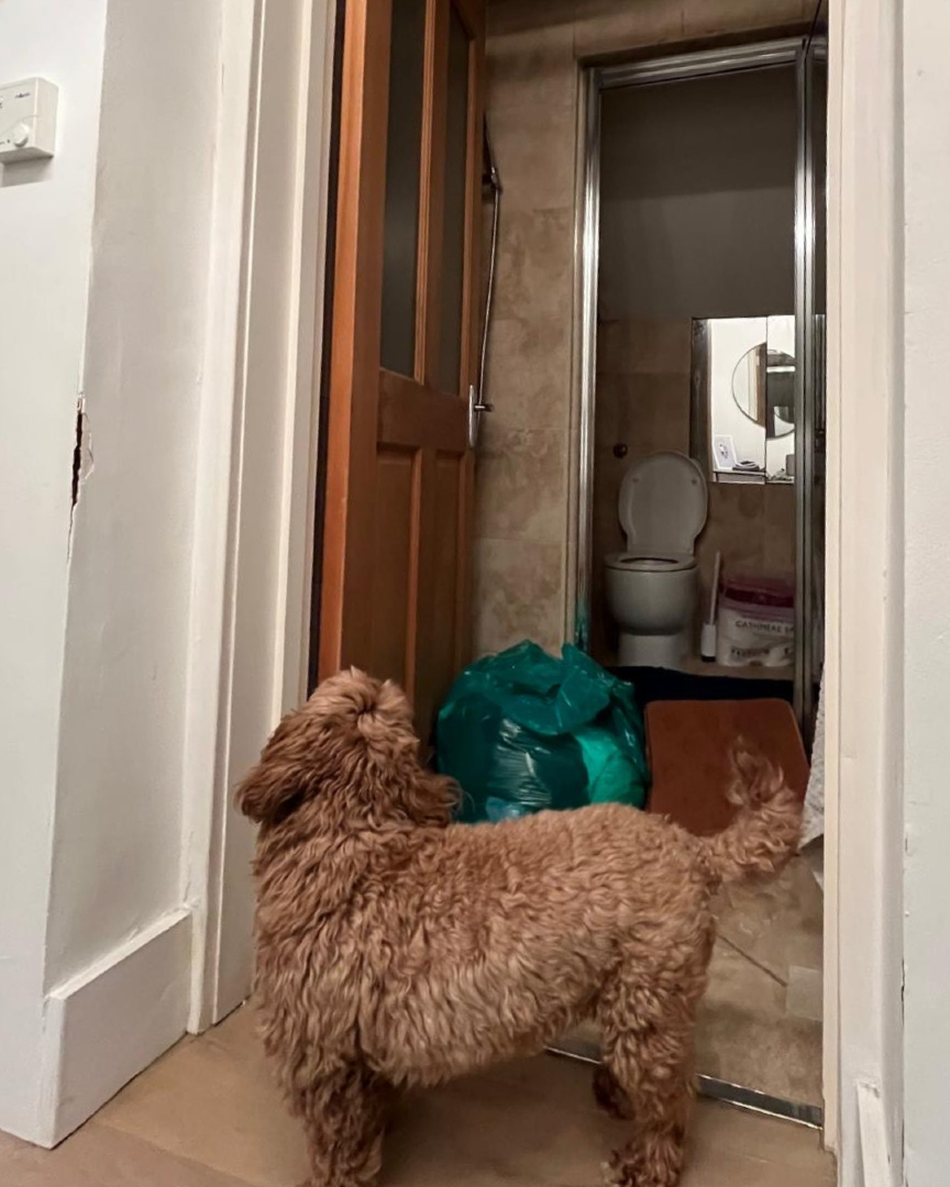 Even cloakrooms can make a big impact!

This transformation turned a tired space into a luxe retreat, complete with a marble sink, brass accents, and it’s dog-approved too! 🐾 

Ready to rethink your cloakroom?
bit.ly/bbdprojects

#bathroomsbydesign