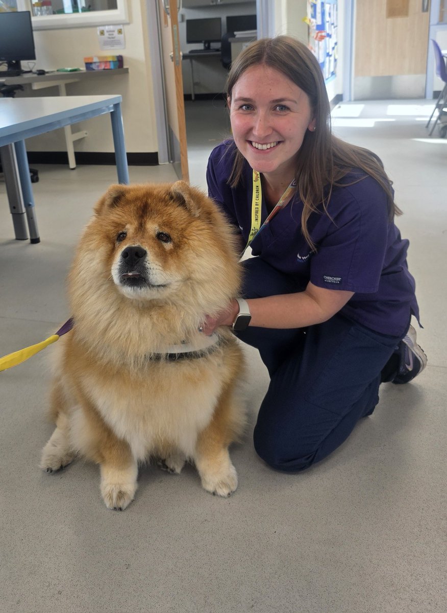 Sunflower House (@sfhalderhey) on Twitter photo What a beautiful welcome to Sunflower House for our new Trainee Clinical Psychologist Cordelia.
She got to meet the Queen "Bonnie"
Welcome to the team! 🧡💛
<a href="/AlderHey/">🏥 Alder Hey 💙</a>
#SFH🌻 What a beautiful welcome to Sunflower House for our new Trainee Clinical Psychologist Cordelia.
She got to meet the Queen "Bonnie"
Welcome to the team! 🧡💛
<a href="/AlderHey/">🏥 Alder Hey 💙</a>
#SFH🌻