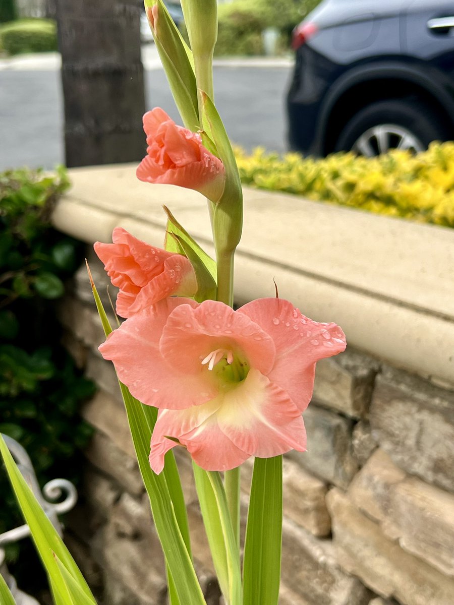 NicoleBdorf's tweet image. My gladiolas have begun to bloom 🌸🤗

#Flowers #Frontyard #AlmostSummer #OC #SoCal #California #Gladiola 
📸: me