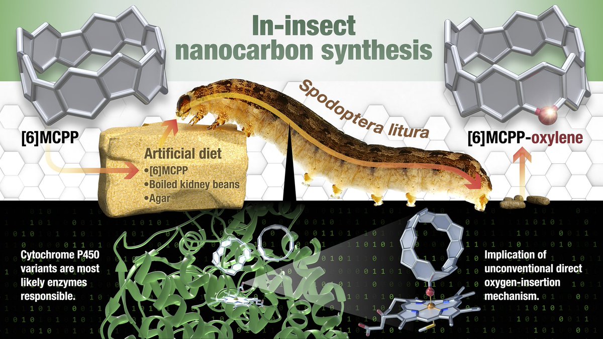 Itami Lab (@itamilab) on Twitter photo 昆虫内ナノカーボン合成の論文がサイエンス誌で公開! <a href="/ScienceMagazine/">Science Magazine</a> 分子ナノカーボンを虫に食べさせ、新しいナノカーボンを作ってもらうクレイジーなプロジェクトです。農業害虫として嫌われているハスモンヨトウがヒーローになりました!共著者の皆様のお陰です!
science.org/doi/10.1126/sc… 昆虫内ナノカーボン合成の論文がサイエンス誌で公開! <a href="/ScienceMagazine/">Science Magazine</a> 分子ナノカーボンを虫に食べさせ、新しいナノカーボンを作ってもらうクレイジーなプロジェクトです。農業害虫として嫌われているハスモンヨトウがヒーローになりました!共著者の皆様のお陰です!
science.org/doi/10.1126/sc…