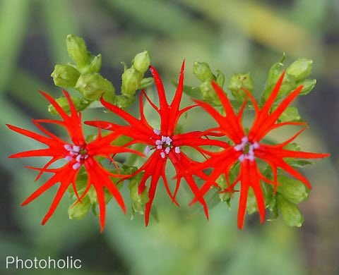 Naturepathway's tweet photo. Vibrant red firecracker flowers in full bloom. #FirecrackerFlower #LychnisArachnoidea https://t.co/5JMaZnaYuT
