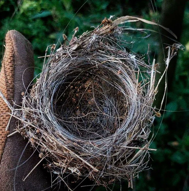 Rainmaker1973's tweet photo. In Ukraine, birds use fiber optics from used drones to build nests. They use it as they would use grass or hair or fur. https://t.co/gcT6gu4q6e