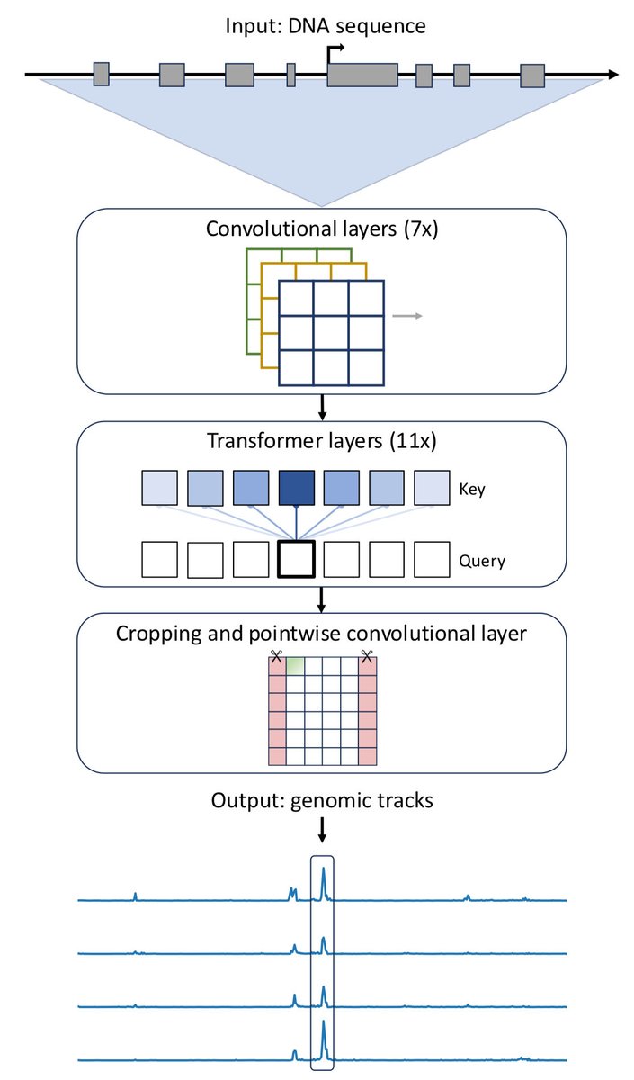 REnformer: a single-cell ATAC-seq predicting model to investigate open chromatin sites biorxiv.org/content/10.110…