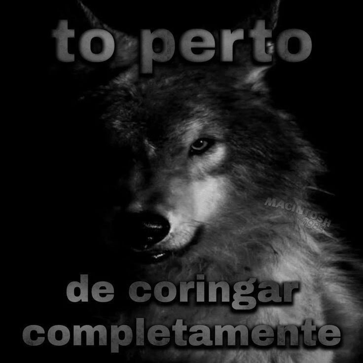 aaafod's tweet image. tá rolando um boato nas áreas mais cobiçadas da z7 que o lobão está alvoraçado e prontinho pra conhecer lobinhas na alcoolteia, ainnn papaiiii, vem que é sucesso 🤤🤤