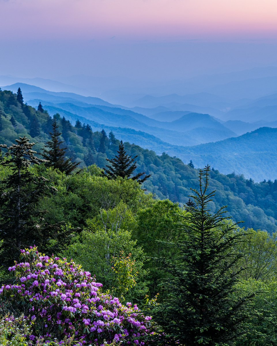 AshevillePictu1's tweet photo. Here is twilight with the Rhododendron https://t.co/yz6125fxo5