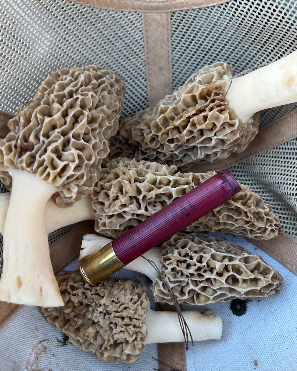 Talk about a successful hunt! If you're lucky, you'll bag your turkey and stumble upon some extra treasures. Who else found morels while out hunting this spring? 🍄 #FederalPremium