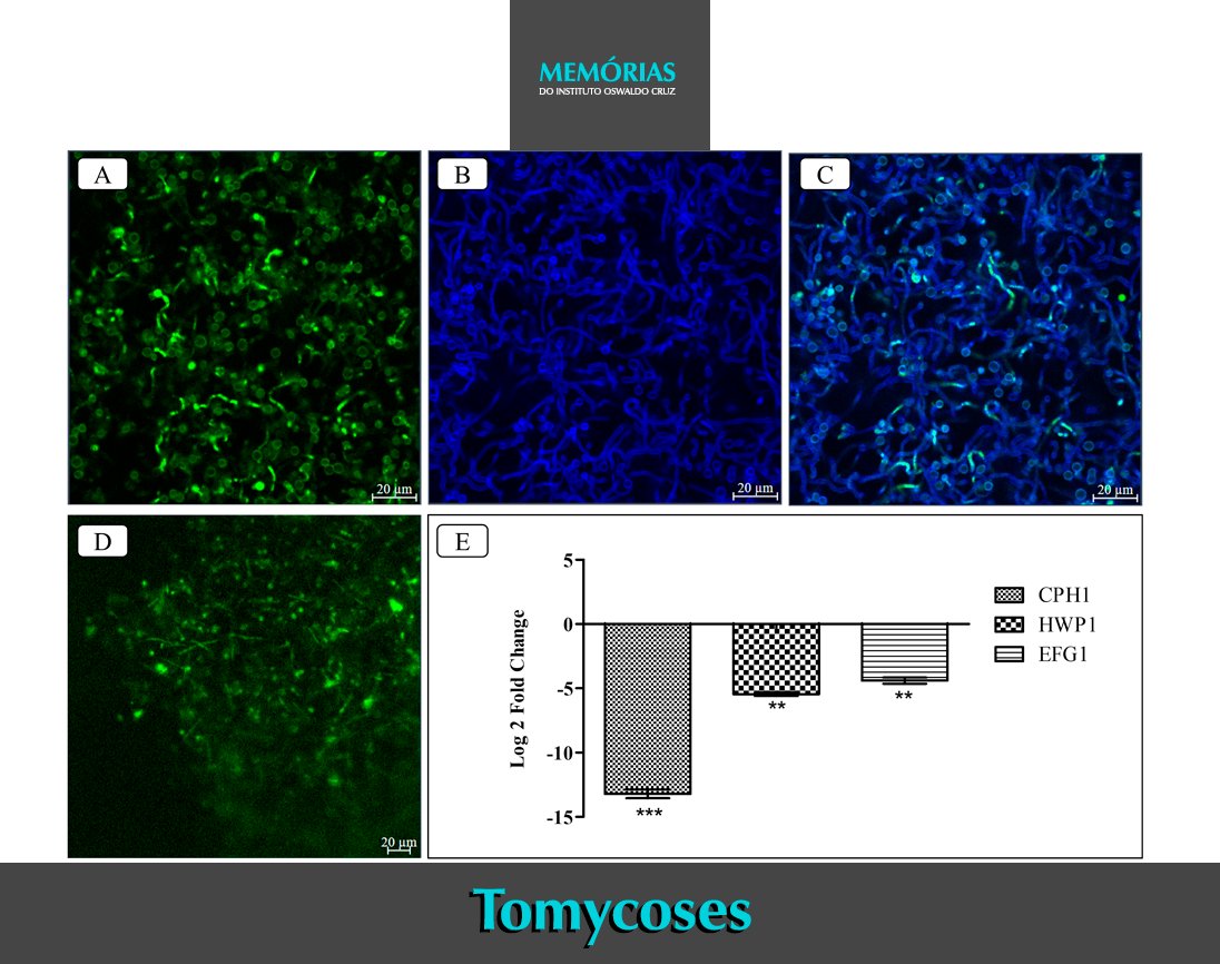 A study published in the journal Memórias do IOC aimed to evaluate the dynamics of filamentation genes of Candida albicans in biofilms formed by Candida albicans and Trichophyton rubrum. To read, memorias.ioc.fiocruz.br. <a href="/carolinaovaso/">Carol Vaso</a>