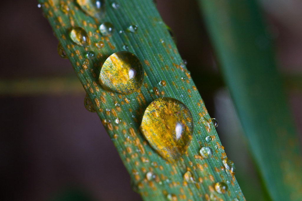 #WheatRusts pose a serious threat to production. Recently, 30 breeders &amp; technical officers from 7 countries in Central Asia &amp; Caucasus received tools to dev rust-resistant varieties. Thanks <a href="/tagemgovtr/">Tarımsal Araştırmalar ve Politikalar Genel Md.</a> <a href="/FAO/">Food and Agriculture Organization</a> <a href="/CIMMYT/">CIMMYT</a> <a href="/ICARDA/">ICARDA</a> <a href="/CerealRust/">Regional Cereal Rust Research Center, Izmir</a> <a href="/iwwip1980/">IWWIP</a>. 
Recap: bit.ly/4kjOwV0
