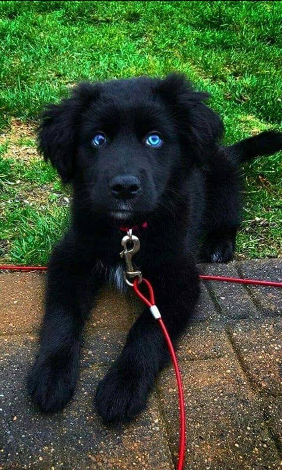 Half golden retriever, quarter husky, quarter boxer and 100% gorgeous.