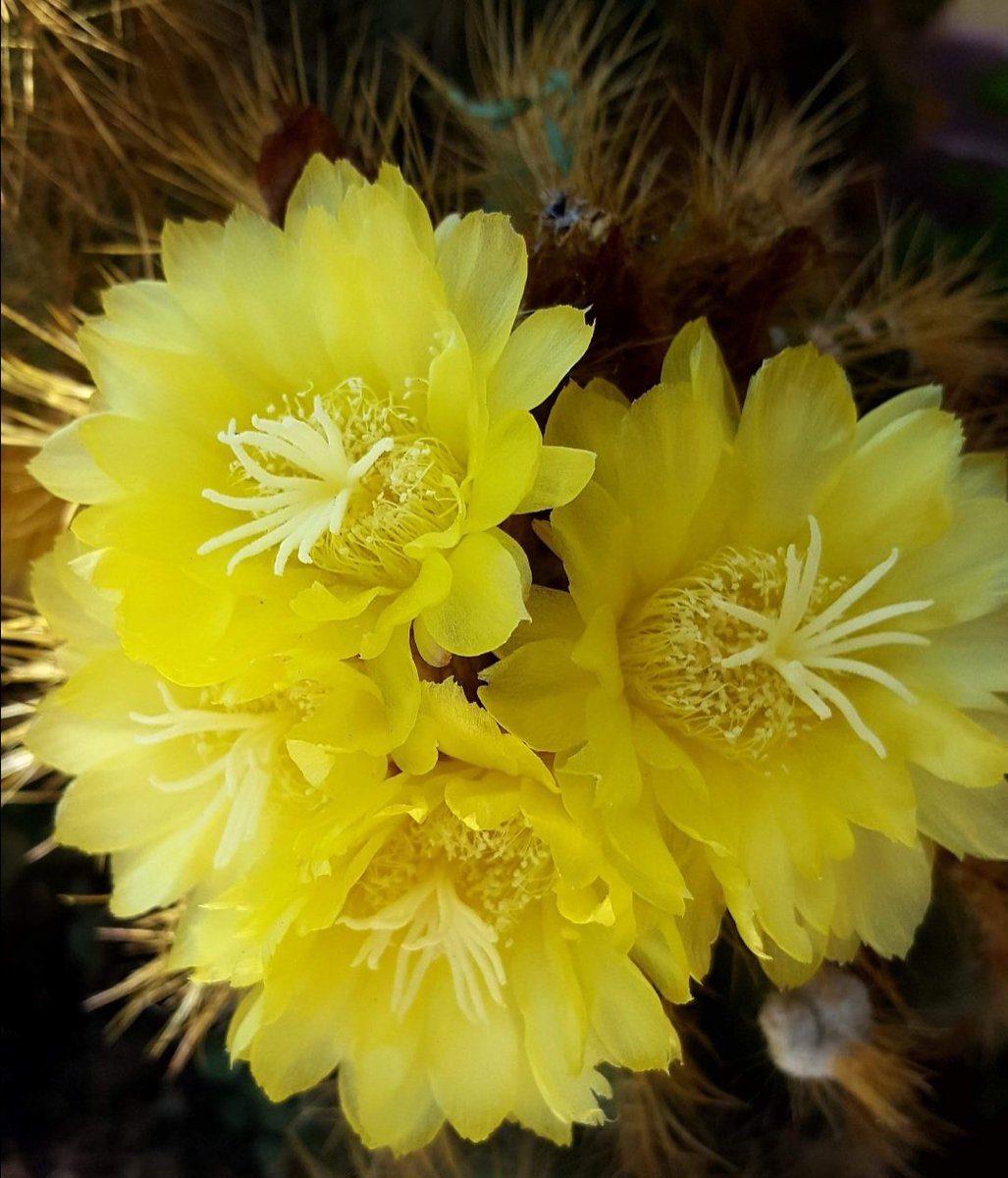 Maria Lea tweet media