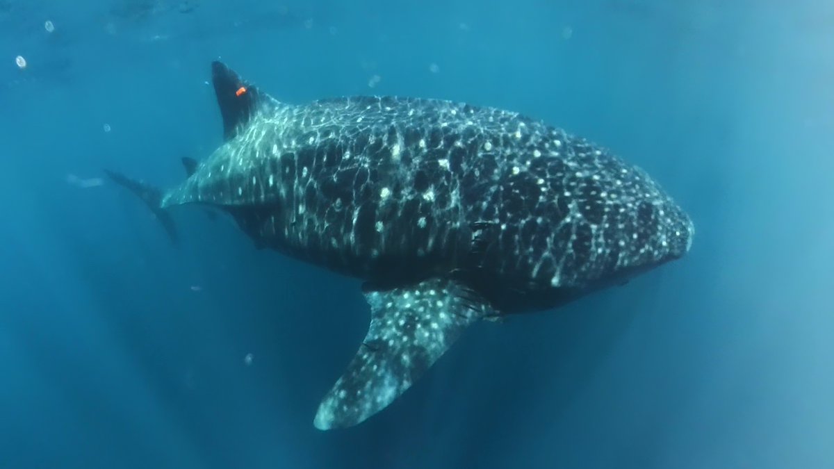 TheSimsLab's tweet image. NEW PAPER: Global tracking #MarineMegafauna shows &lt;8% of areas used overlap w/ existing MPAs, while &gt;75% of important areas overlapped by threats like #fishing #shipping &amp; ocean warming - 30x30 goal insufficient for their conservation @MegaMove_Org science.org/doi/10.1126/sc…