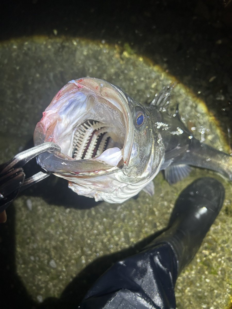 パックロッドとサイドワインダーで今期3本目のランカー！！
このエリア今年どうなってんの？！
口デカ！！
#ジギンガーZ
#サイドワインダー
#パックロッド
#シーバス