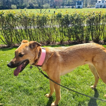 millypod1's tweet photo. 🆘4 JUN 2025 #Lost SPRING #ScanMe #Tagged 
Tan Cross Breed Female 
Escaped from a temporary home
Christopher Street #Wigan #GreaterManchester #WN3 https://t.co/gFOdxLnk5m https://t.co/ZWIUYWM9Hd