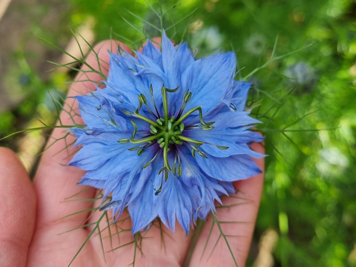 Love-in-a-Mist 💙

#FlowersOnFriday #FlowerHunting