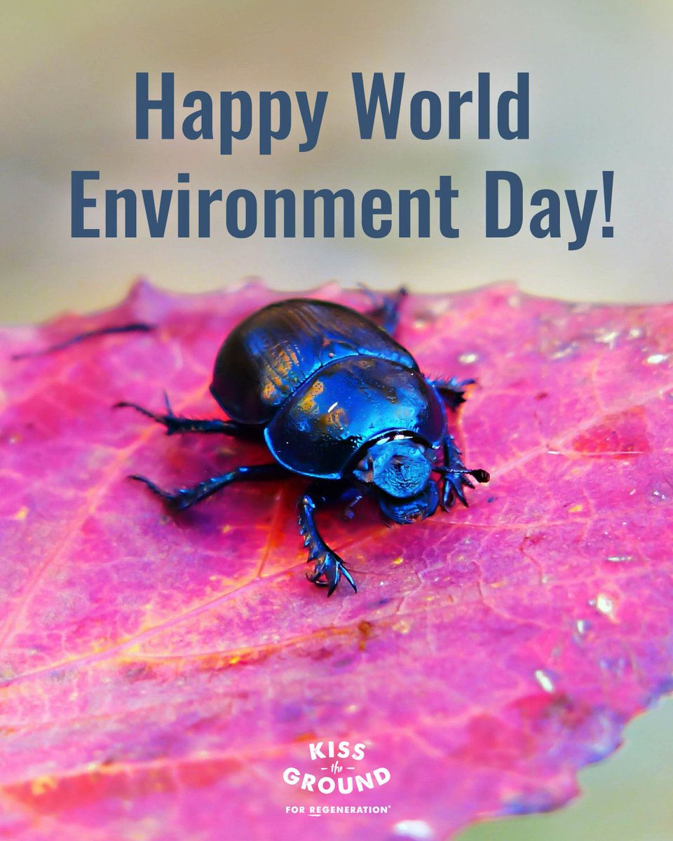 How will you be celebrating #WorldEnvironmentDay? We'll be awakening people to the possibilities of Regeneration 😏

Let us know! 👇

#Regeneration #RegenAg #RegenerativeAgriculture #Soil #HealthySoil #RegenerativeFarming #Environmentalism #WorldEnvironmentDay