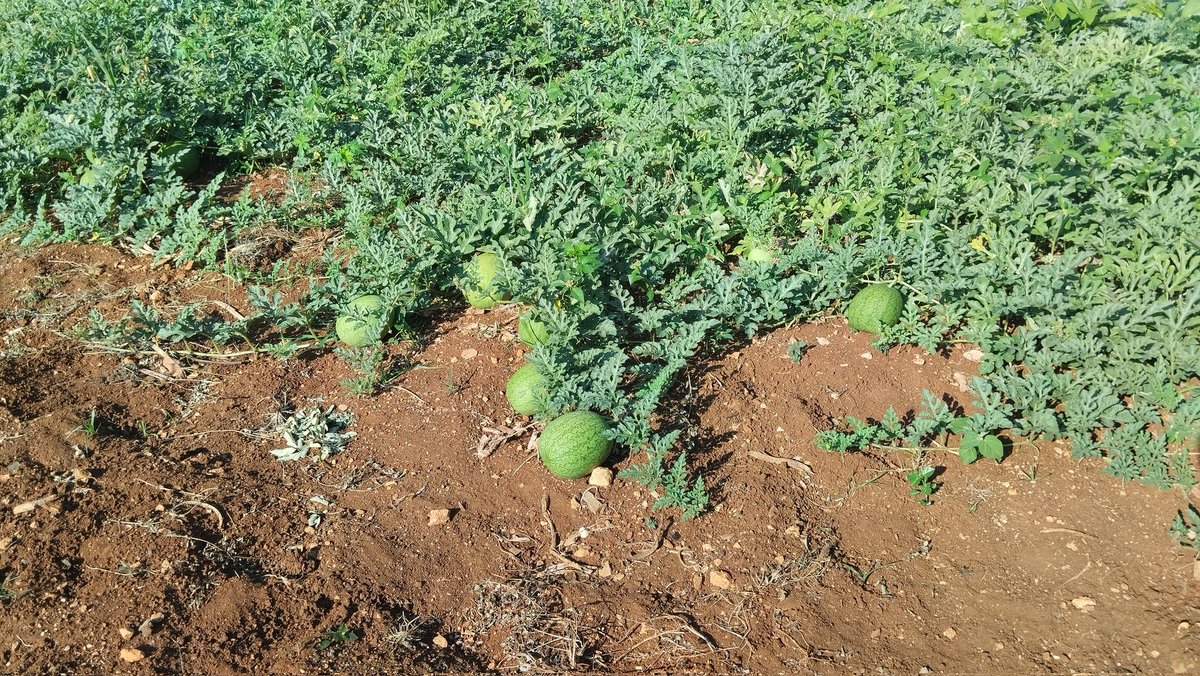 Moisebc83's tweet photo. Continúan las labores para el desarrollo del Polo Productivo de la #ENFA. Montaje de dos casas de tapado para la siembra con un ciclo y tratamiento diferenciado para la producción de alimentos más eficiente y sostenibilidad
#AduanadeCuba 
#SeguimosCreando
#ProduccióndeAlimentos https://t.co/Wggo9BoN5C