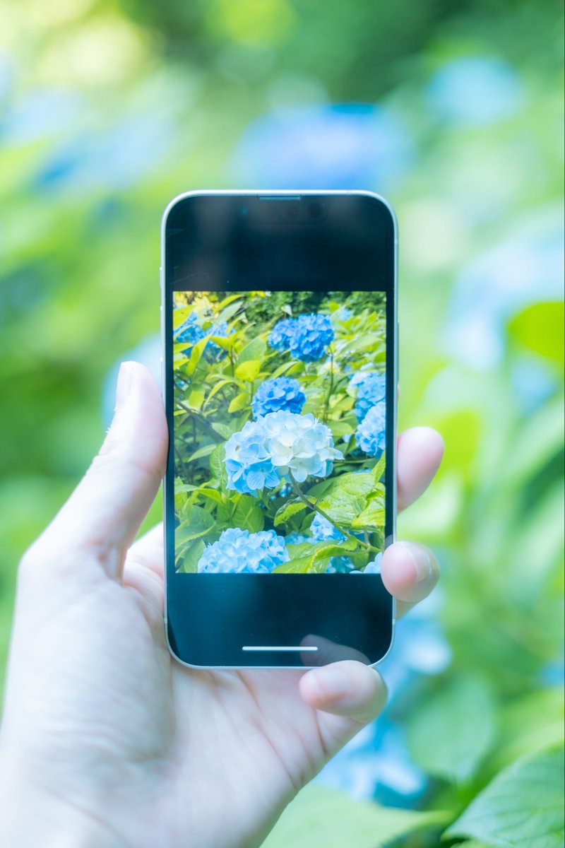 HNaKo0824's tweet image. 紫陽花の季節が来た。
#xt30
#xf35mm
#fujifilm