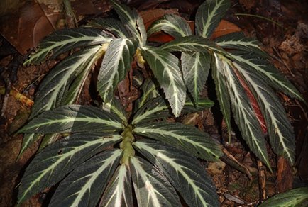 Two #newspecies of #Begonia (#Begoniaceae) from Bukit Baka Bukit Raya National Park, Kalimantan, #Indonesia
#taxonomy
doi.org/10.11646/phyto…