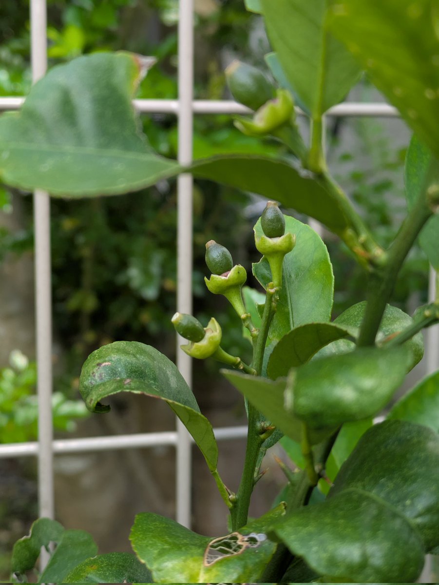 檸檬も結実していました！前はレモネードを作ったので、今度は果実酒を目指します🤤