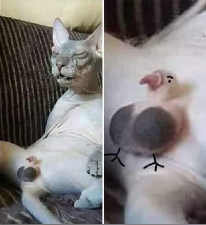 😹
J'ai même pas de vanne 😂 je déçois parfois