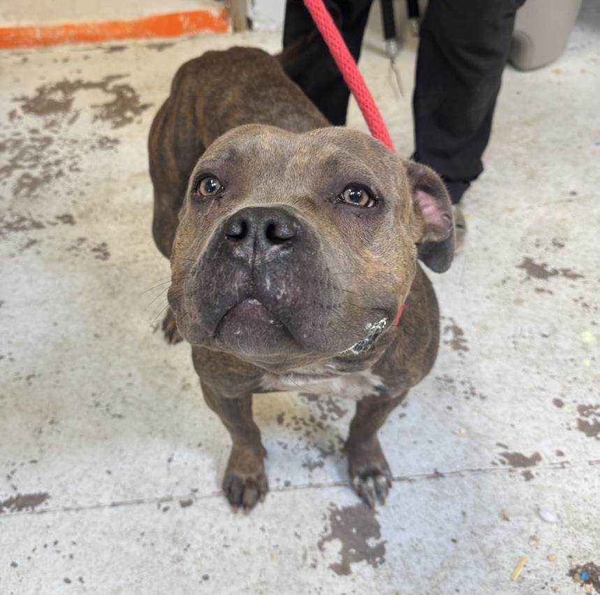 PetfindToronto's tweet image. #DUNDAS   #SPADINA #ALEXANDRA PARK  Pls   RT2unite #FOUND #DOG- 03-Jun-25 #Toronto Animal Services A1008666 #NORTH 416-338-8723 BROWN MERLE #AMERBULLDOG MIX F/?Age
